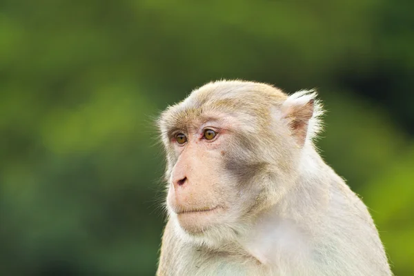 Mono mono buscando —  Fotos de Stock