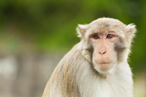 Monkey ape looking — Stock Photo, Image