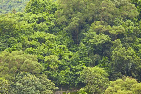 森林树木背景 — 图库照片