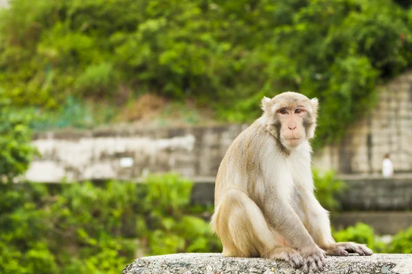 Maymun maymunu oturma ve seyir — Stok fotoğraf