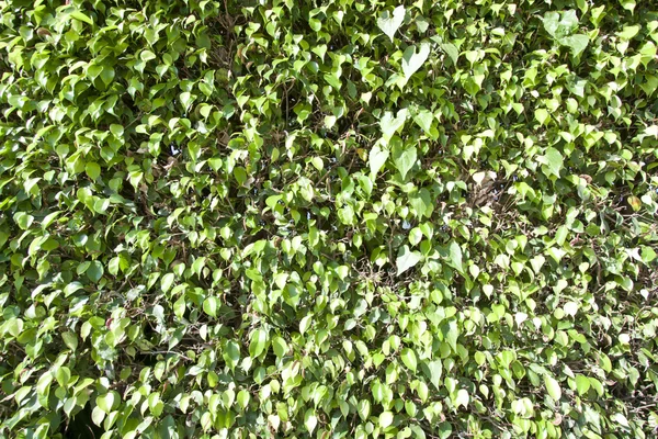 Folhas verdes fundo — Fotografia de Stock