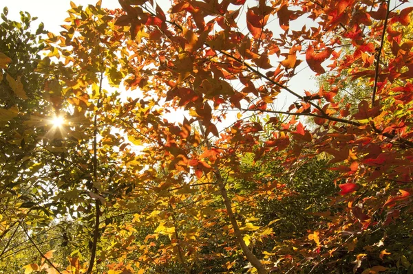 Podzimní listí lesa pozadí — Stock fotografie