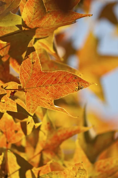 Jesienny żółty liście tło — Zdjęcie stockowe
