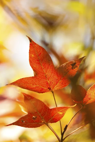 Őszi vörös levelek háttér — Stock Fotó