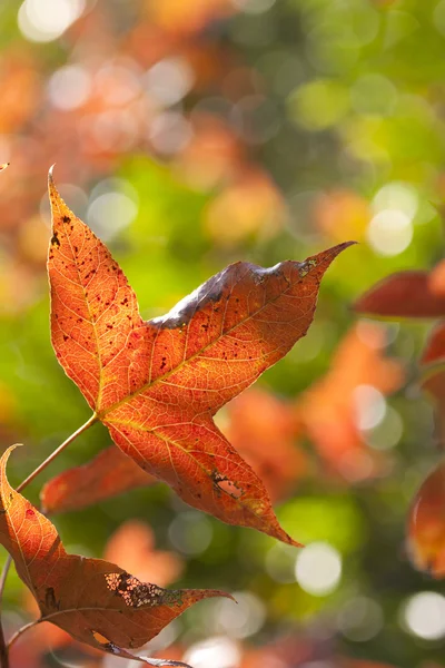 붉은 잎 배경 — 스톡 사진