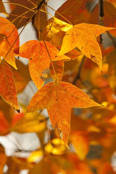 Hojas rojas en el bosque de otoño — Foto de Stock