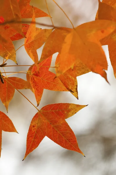 Vörös levelek őszi erdőben — Stock Fotó