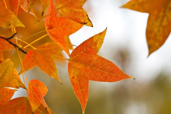 Pozadí červené listí v lese — Stock fotografie