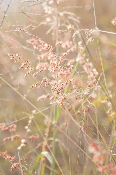 Rumput dengan bunga merah muda di bawah matahari terbenam — Stok Foto