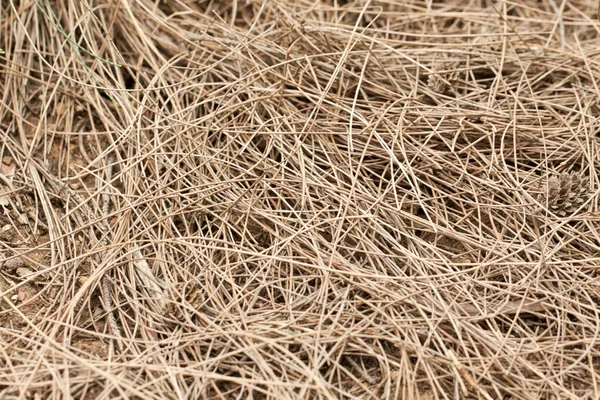 Textura de ervas daninhas no chão — Fotografia de Stock