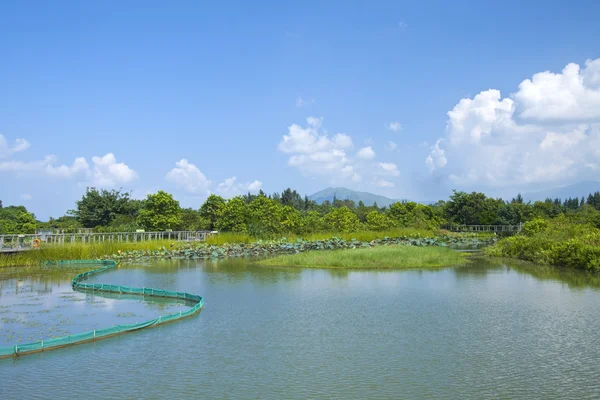 一天在香港的湿地池塘 — 图库照片