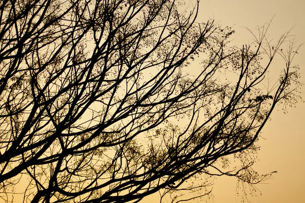 Autumn tree branches at sunset — Stock Photo, Image