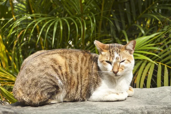 A cat lying on rock — Stock Photo, Image