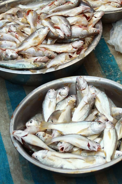 Свежие рыбы на рынке — стоковое фото