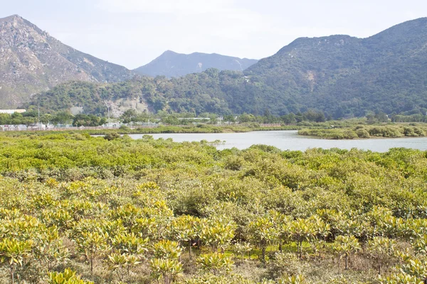 Mangroves in Hong Kong — Stock Photo, Image