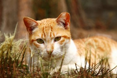 çimenler üzerinde kedi