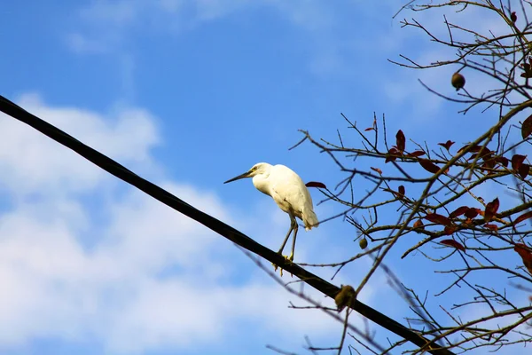 Stock image Bird in blue sky