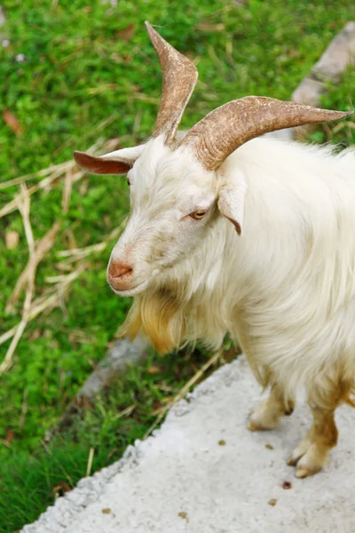Goat on grasses — Stock Photo, Image