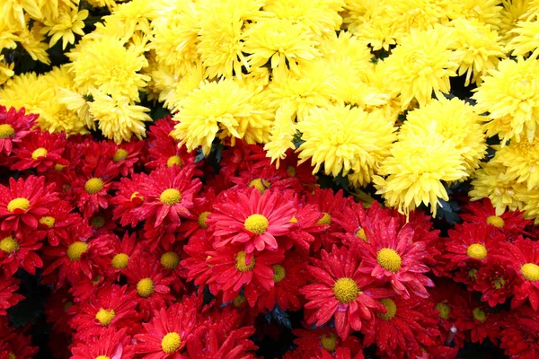 stock image Chrysanthemum background