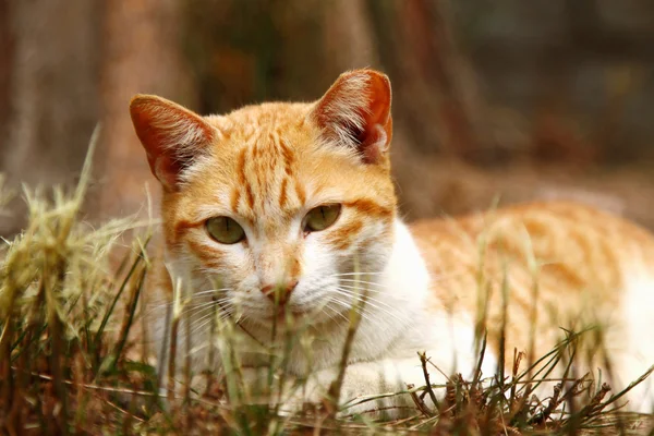 A cat on grasses — Stock Photo, Image