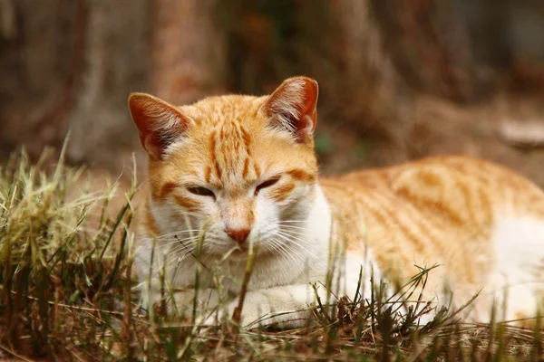 Senny kot — Zdjęcie stockowe