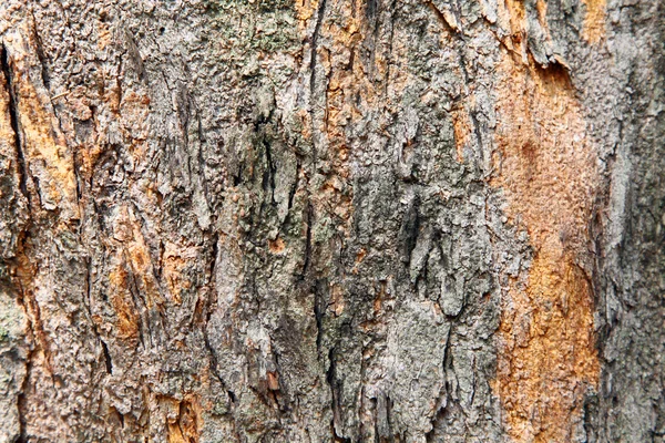 Древесина коры фона — стоковое фото