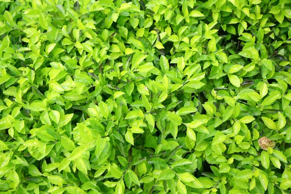 Gröna blad på marken bakgrunden — Stockfoto