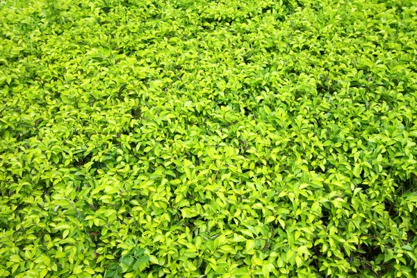 Zöld levelek a földön háttér — Stock Fotó