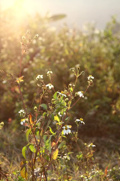 白い花と日光の下で草 — ストック写真