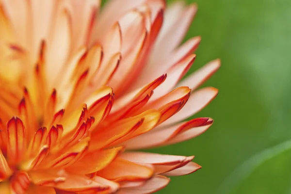 オレンジ色の花の花弁、クローズ アップ ショット. — ストック写真