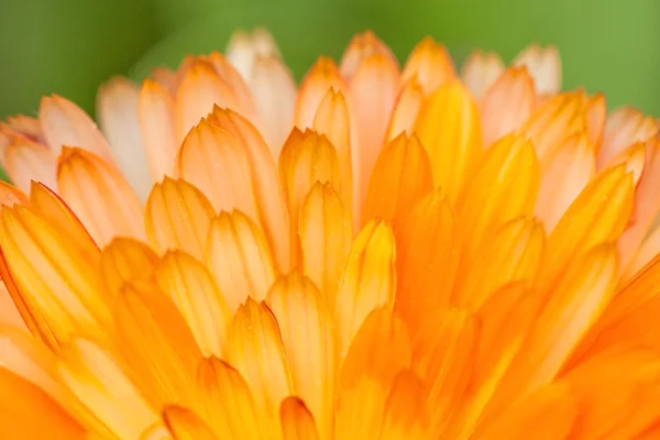 Помаранчевий квітковий пелюстки фон — стокове фото