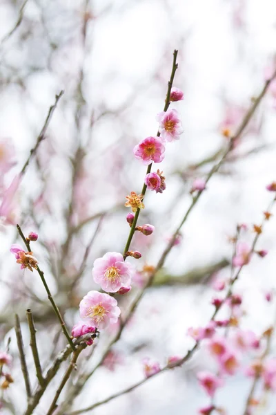 stock image Plum blossoms blooming