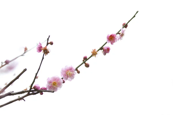 Flores de ameixa florescendo na primavera — Fotografia de Stock