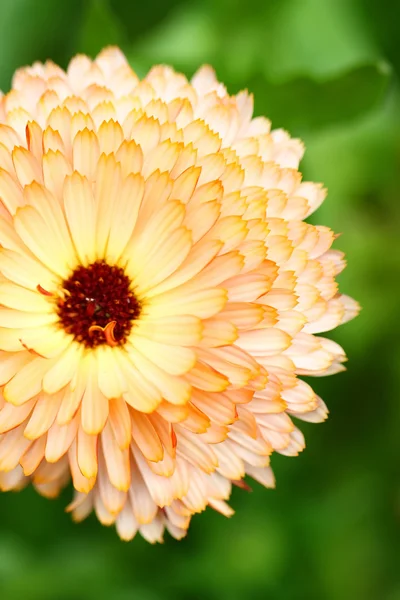 オレンジ色の菊のクローズ アップ — ストック写真