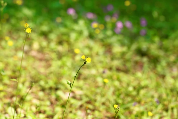 黄色の花の背景 — ストック写真