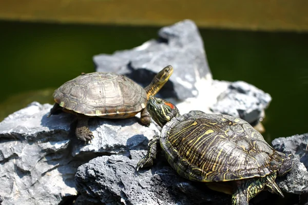 Schildkröten auf Steinen — Stockfoto