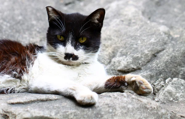 Kot siedzi na skałach — Zdjęcie stockowe