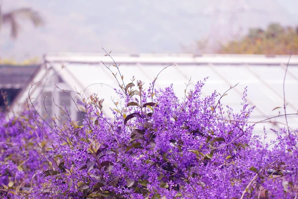 Fleurs violettes et maisons — Photo