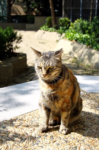 Um gato sob luz do sol — Fotografia de Stock