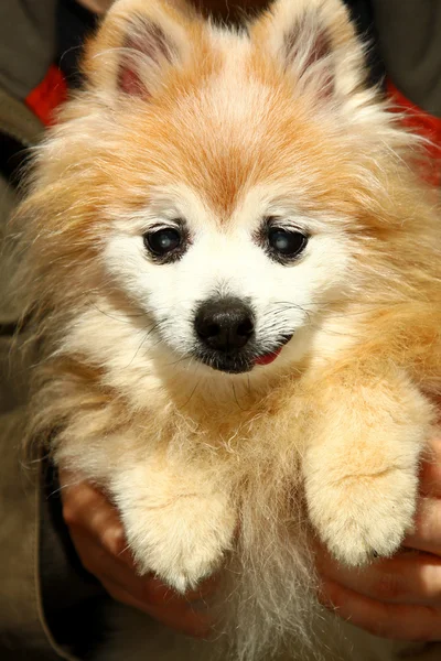 幸せなポメラニアン犬 — ストック写真