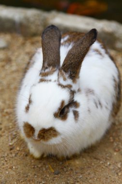 tavşan close-up Shot