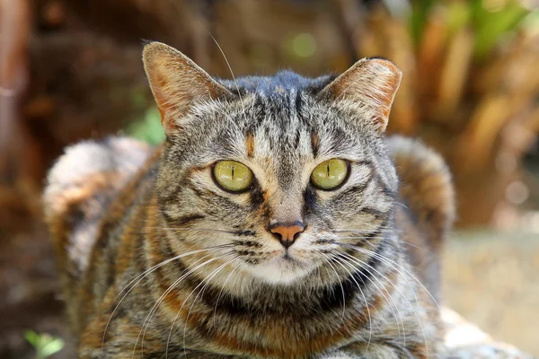 A cat with sharp eyesight — Stock Photo, Image