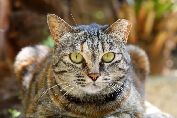 Een kat met scherp gezichtsvermogen — Stockfoto