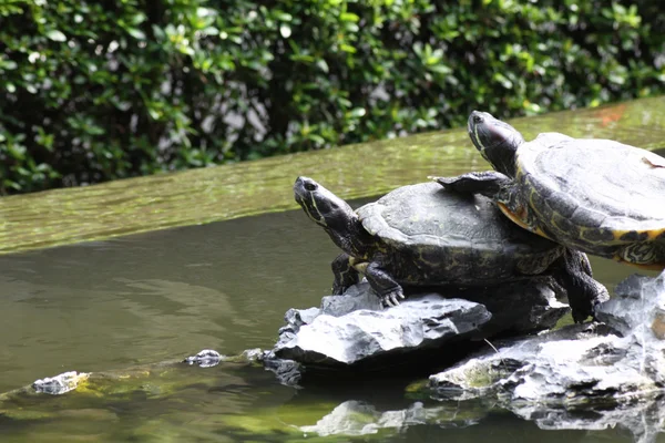 Черепахи на воде — стоковое фото