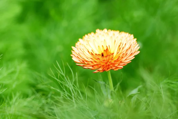 オレンジ色の春の花 — ストック写真