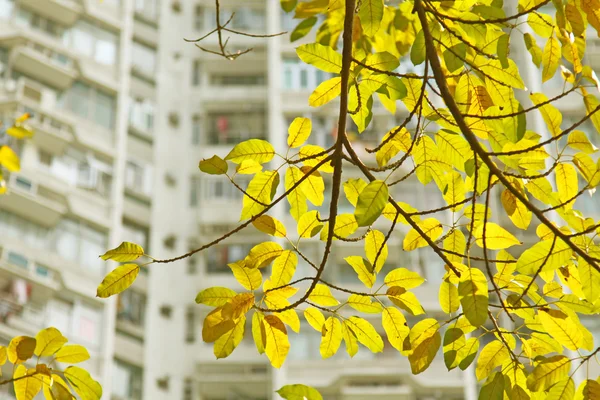 Folhas amarelas sob sol — Fotografia de Stock