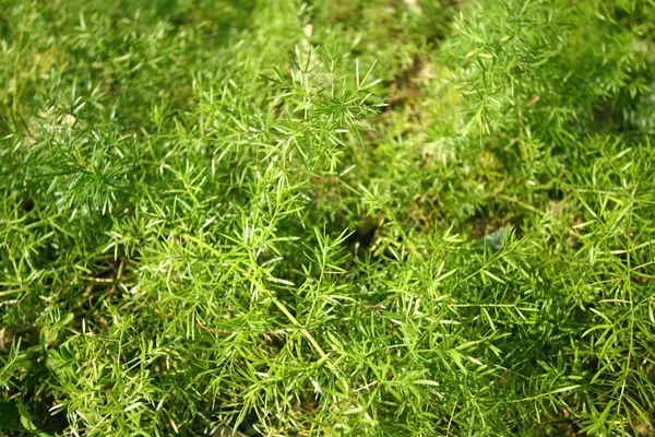 Grönt gräs bakgrund — Stockfoto