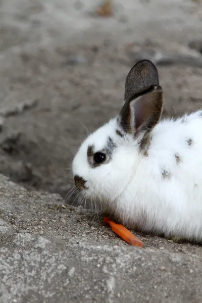 Conejo comiendo zanahoria —  Fotos de Stock