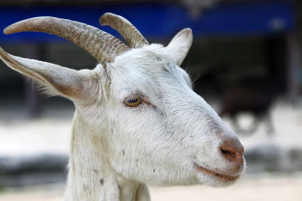 Goat, close-up. — Stock Photo, Image