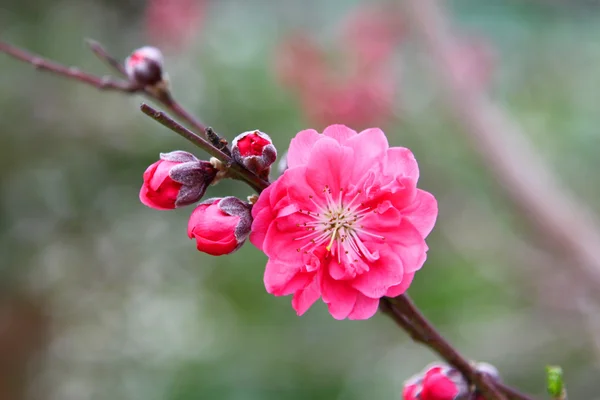 stock image Cherry blossom